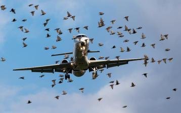 - Understanding‌ the Wildlife: Potential Hazards and Safety Precautions