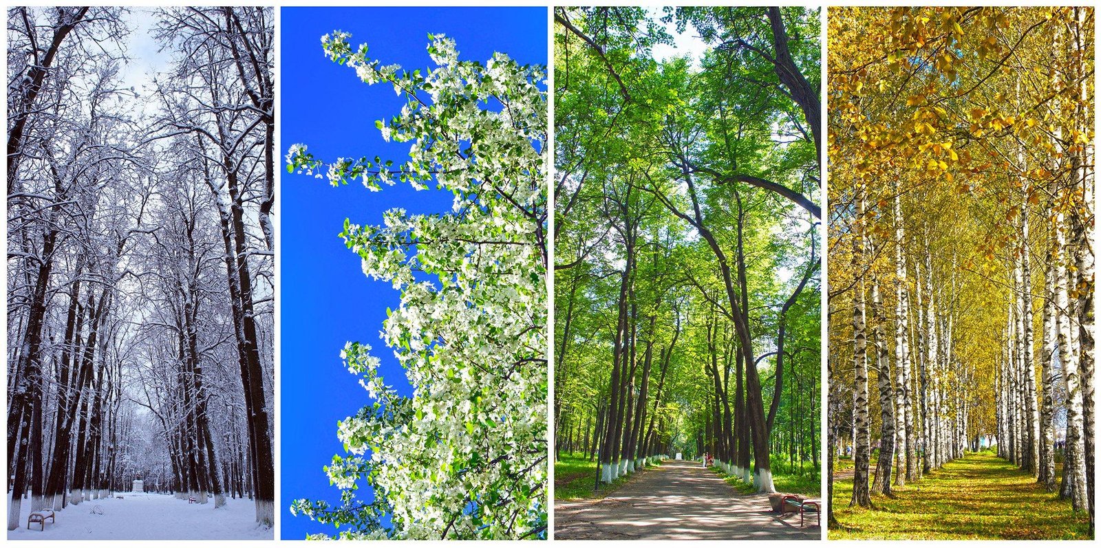 Understanding ‍the⁣ Seasonal Climate of Orlando for optimal ‍Planning